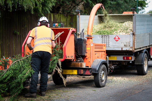 How Our Tree Care Process Works  in  Covington, WA