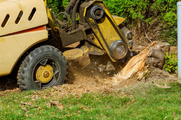 Best Tree Mulching  in Covington, WA