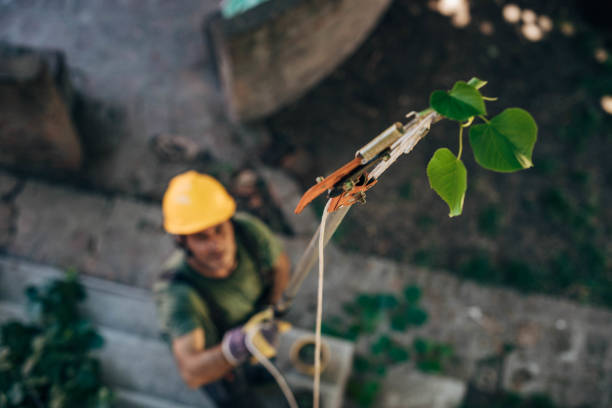 Best Utility Line Clearance  in Covington, WA