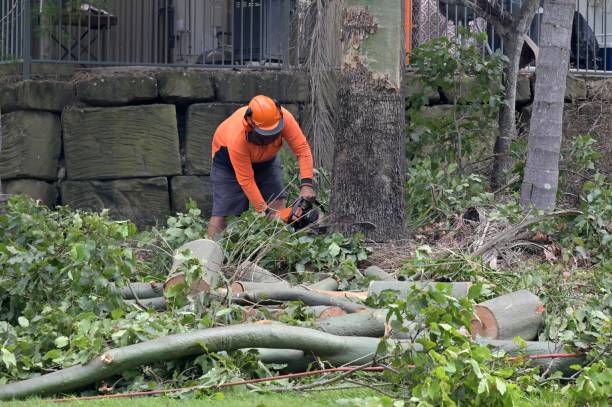 Reliable Covington, WA Tree Services Solutions